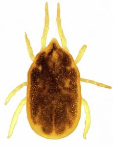 ticks with brown shell