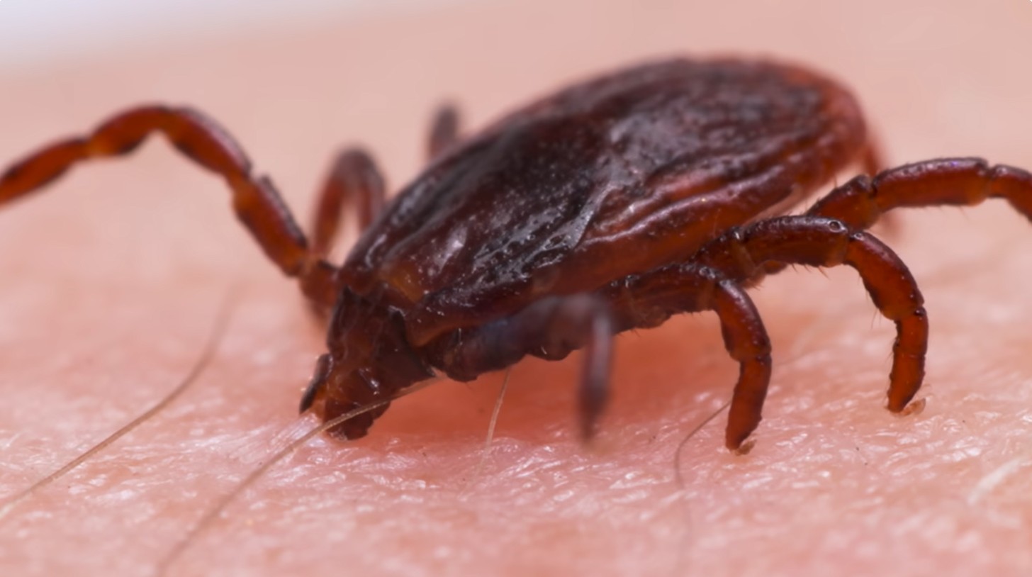  Dog Ticks Are Changing Their Diet. You’re on the Menu | Deep Look 