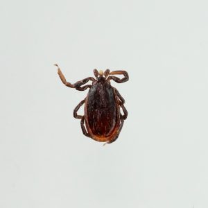 Male tick Male tick